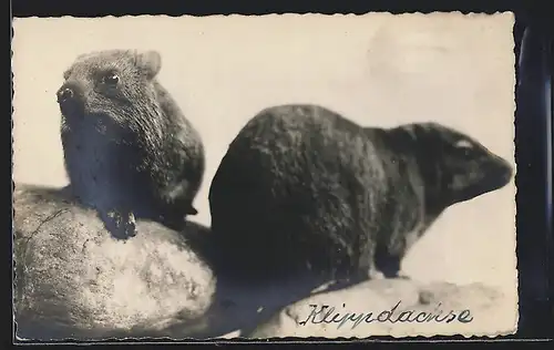 Foto-AK Zwei Klippdachse in freier Natur