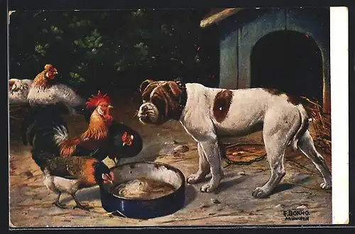 AK Bulldogge verteidigt Futterschüssel gegen Hühner