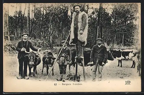 AK Aquitanien / Aquitaine, Bergers Landais, Bauern mit Rindern