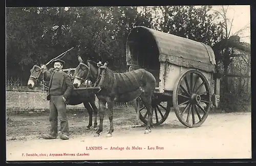 AK Aquitanien / Aquitaine, Attelage de Mules