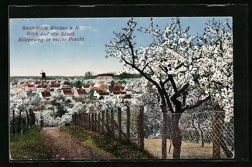 AK Werder a. Havel, Totalansicht mit Baumblüte