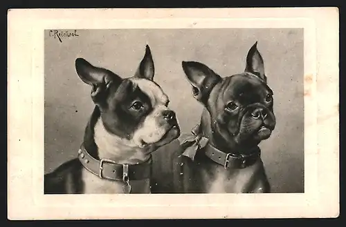Künstler-AK Carl Reichert: Zwei Französische Bulldoggen mit Halsband