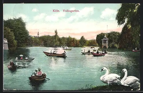 AK Köln-Neustadt, Teich im Volksgarten mit Schwanen und Ruderbooten