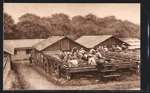 AK Arbeiter sortieren die Kakao-Bohnen