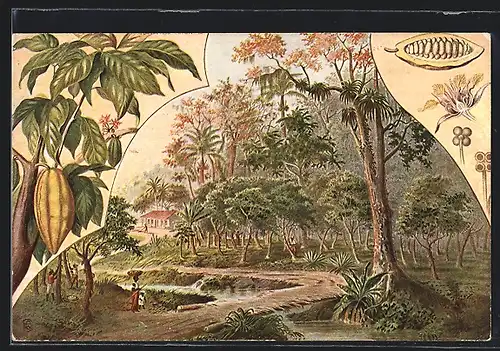 AK Kakaopflanzen, Landschaftsmotiv