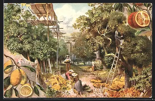 Künstler-AK Plantage mit Zitronen- und Apfelsinenbäumen