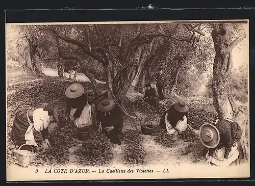 AK La Cote D`Azur, La Cueillette des Violettes, Parfümherstellung