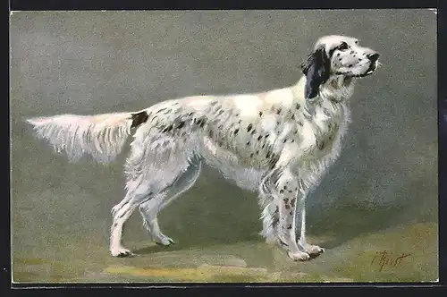 Künstler-AK Jagdhund der Rasse Cocker Spaniel