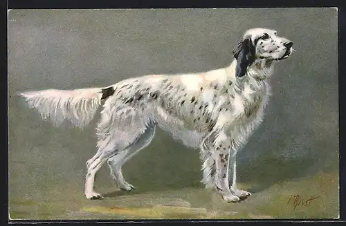 Künstler-AK Jagdhund der Rasse Cocker Spaniel