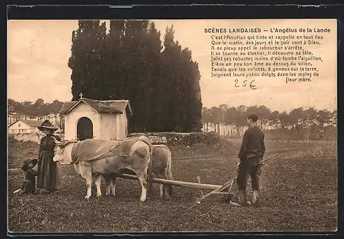 AK Scènes Landaises, L`Angélus de la Lande, Ochsen-Gespann