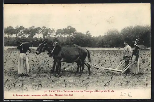 AK Landes, Travaux dans les Champs, Binage du Mais