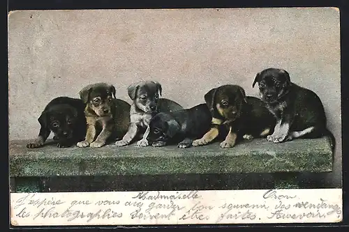 AK Hundewelpen in einer Reihe