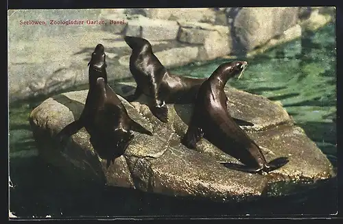 AK Basel, Zoo, Seelöwen auf einem Felsen