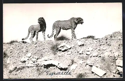 AK Zwei Leoparden in freier Wildbahn