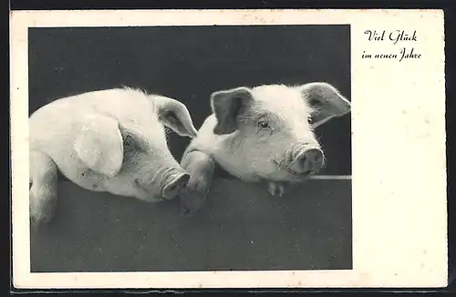 AK Zwei Schweine lugen hinter einer Wand hervor, Neujahrsgruss