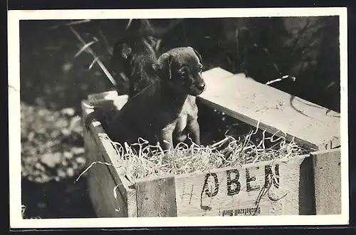 AK Hundewelpe in einer Kiste mit Sägespänen