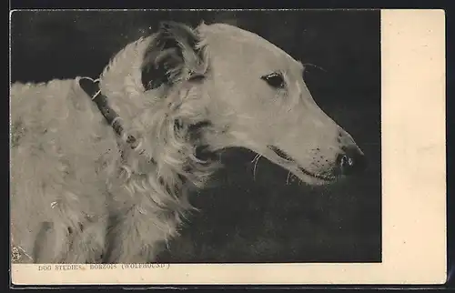 AK Dog Studies, Barsoi von der Seite