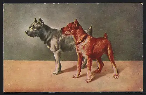 AK Grauer und rötlicher Hund nebeneinender