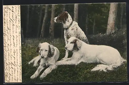 AK 3 Hunde auf einer Wiese im Wald