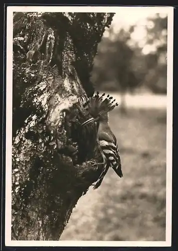 Foto-AK Wiedehopf an der Nisthöhle