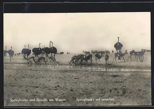 AK Süd-West-Afrika, Springböcke und Strausse am Wasser