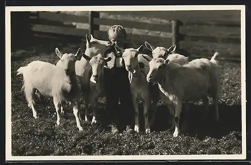 AK Knabe mit Ziegen auf einem Rasen