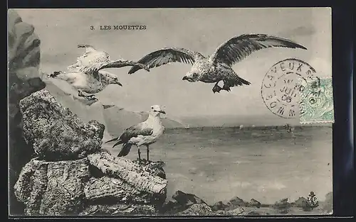 AK Möwen und Raubvogel vor einem Gewässer