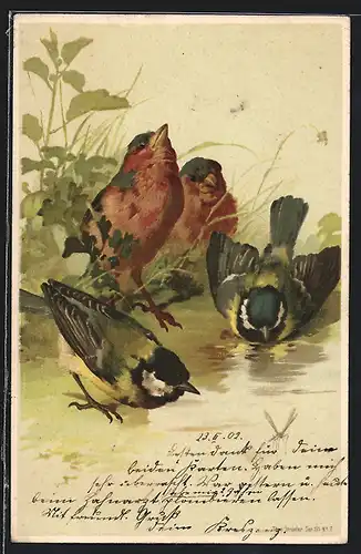 AK Meisen an einer Pfütze