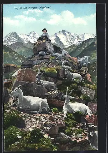 AK Bern, Ziegen im Berner Oberland