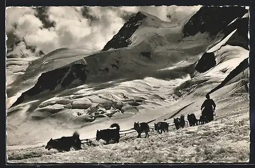 AK Jungfraujoch, Hundeschlitten mit Polarhunden, Gletscherhorn
