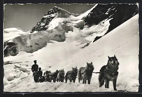 AK Jungfraujoch, Hundeschlitten mit Polarhunden vor Berggipfel