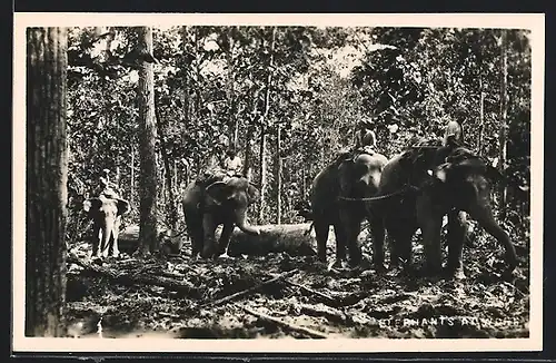 AK Elefanten bei der Arbeit in einem Wald