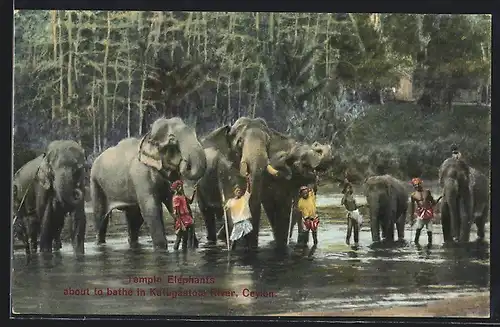 AK Kandy / Ceylon, Tempel-Elefanten am Katugastota Fluss
