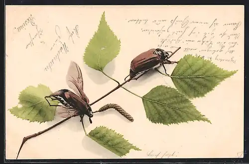 AK Zwei Maikäfer auf einem Birkenzweig