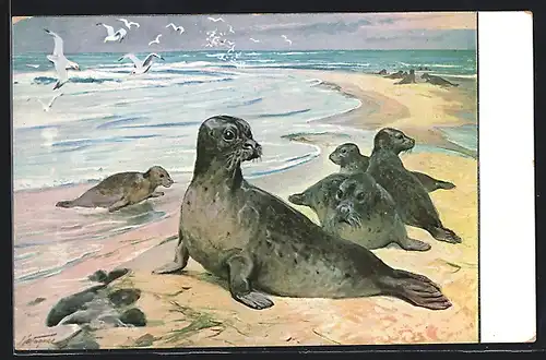 Künstler-AK Gruppe von Seehunden am Meer, mit Möwen-Schwarm