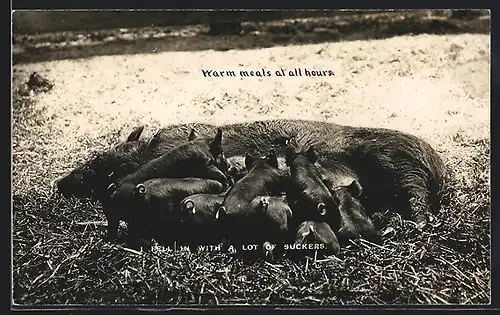 AK Muttersau mit Jungen im Stroh