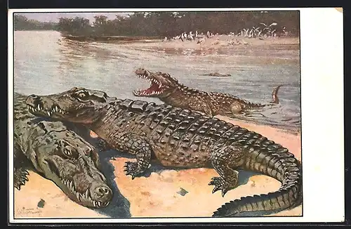 AK Krokodile an einem Fluss