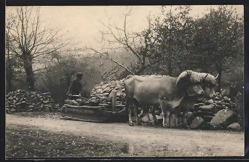 AK Ochsen-Gespann mit primitivem Wagen