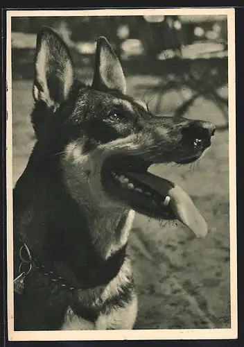AK Deutscher Schäferhund, Portrait mit geöffneter Schnauze