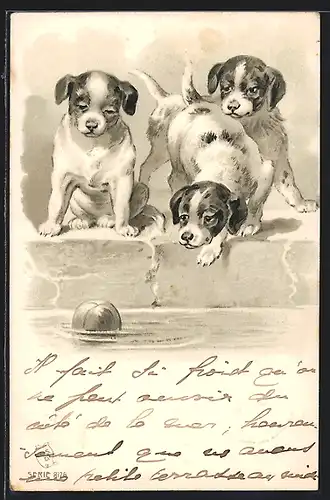 AK Hundewelpen versuchen einen Ball aus dem Wasser zu fischen