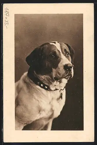 AK Kräftiger Hund mit Halsband, Portrait