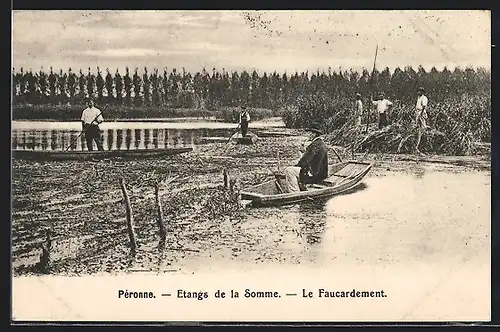 AK Péronne, Etangs de la Somme, Le Faucardement