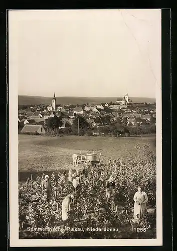 AK Pulkau /Niederdonau, Gesamtansicht mit Weinernte