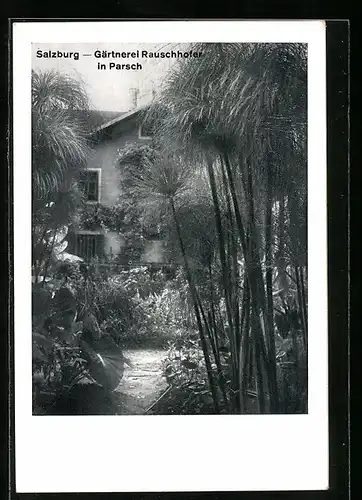 AK Salzburg, Parsch, Gärtnerei Rauschhofer, Blick aus dem Garten