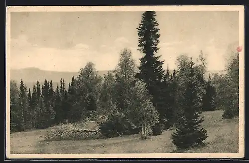 AK Oural, Tanganai, Bäume, Rotes Kreuz Russland
