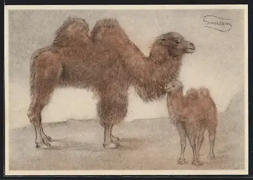 Künstler-AK Trampeltier mit Kalb