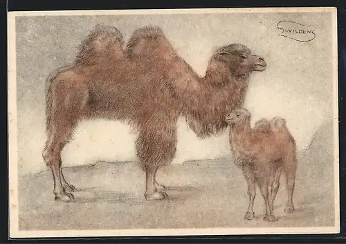 Künstler-AK Trampeltier mit Kalb