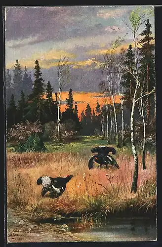 Künstler-AK Alfred Schönian: Birkhähne in der Balz