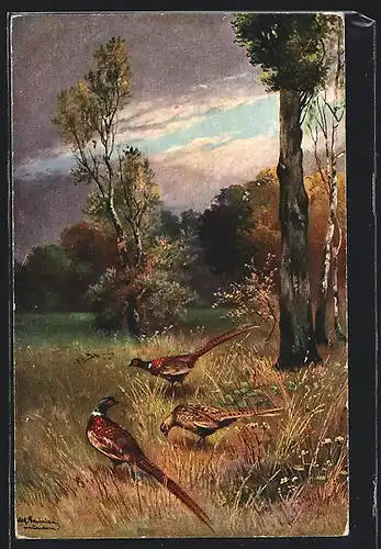 Künstler-AK Alfred Schönian: Fasane