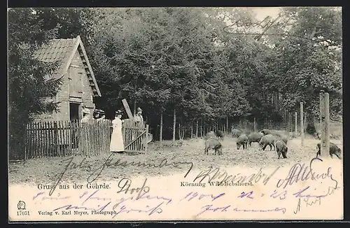 AK Göhrde, Körnung Wilddiebshorst, Wildschweine